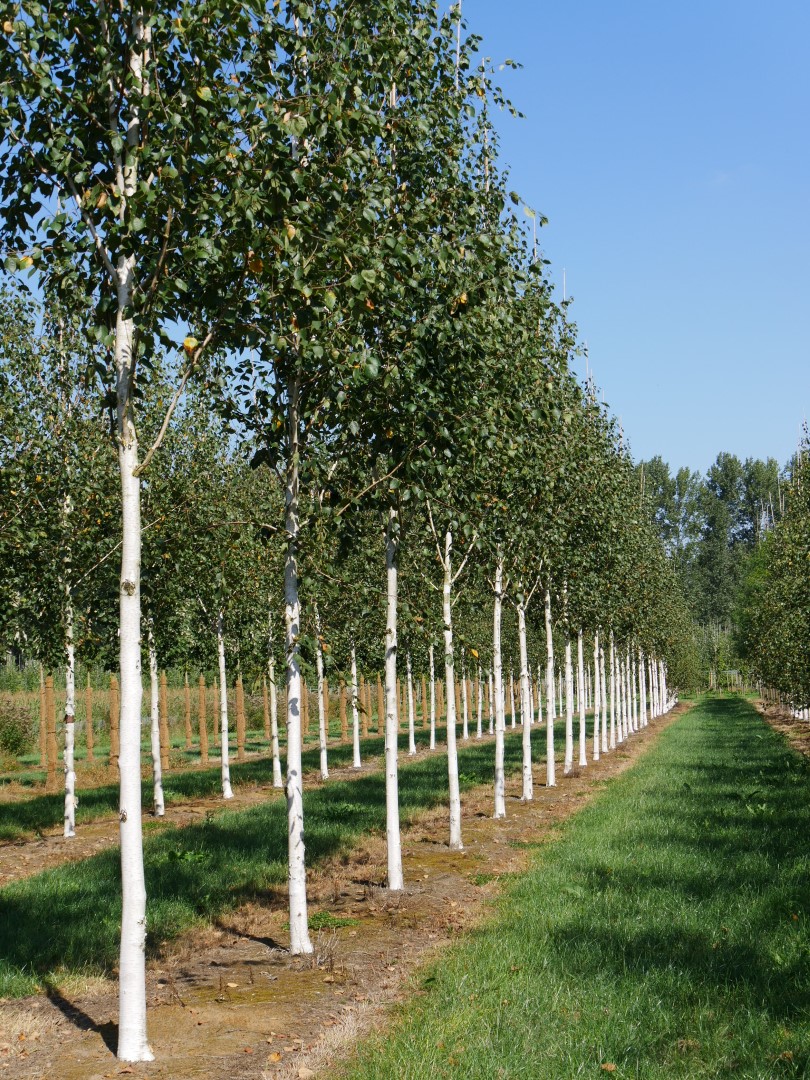 Betula utilis var. jacquemontii